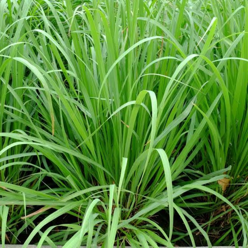 Fresh lemon grass from Kenya